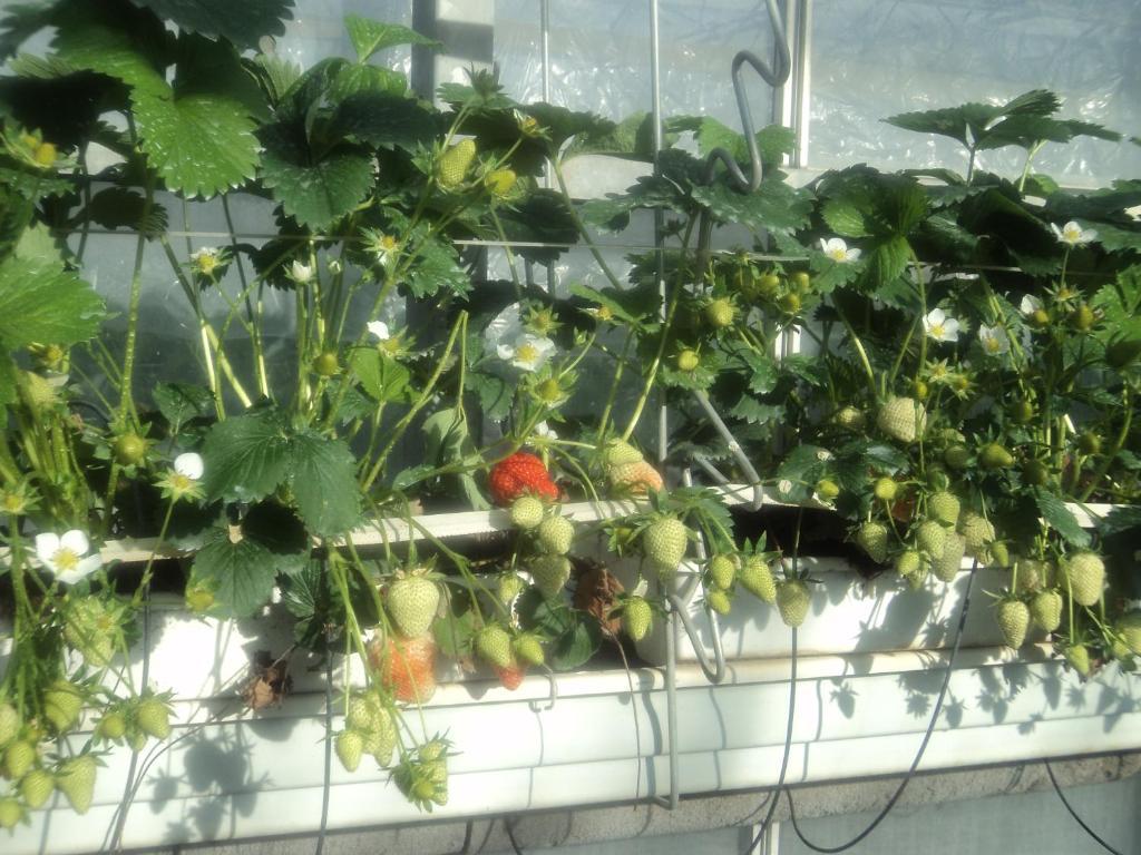 Appartamento Juwel Fruithof Zepperen Camera foto